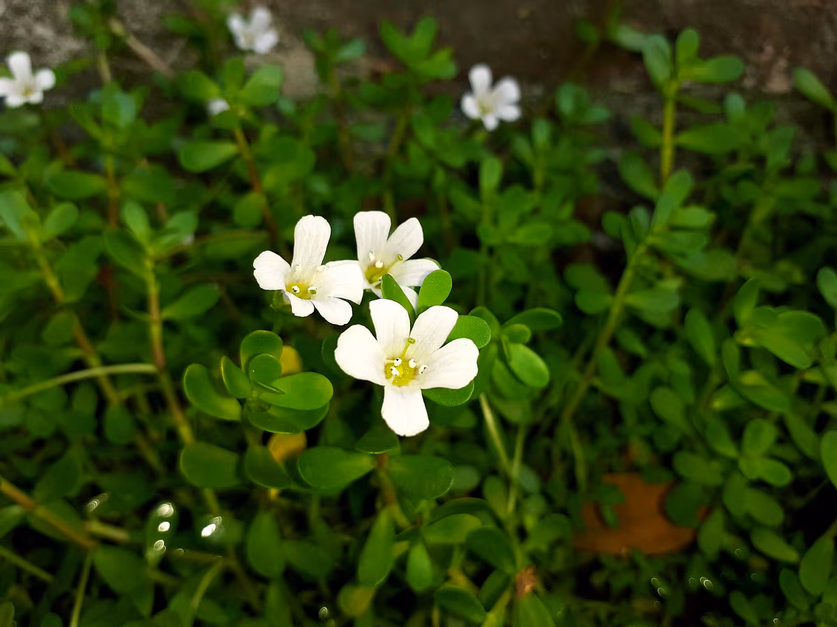 Brahmi (Bacopa monnieri) in cognitive development and pediatric neurobehavioral disorders